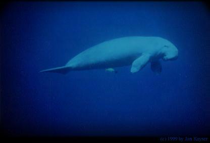 Ein Dugong am Torfa Tani bei El Quesire in Ägypten